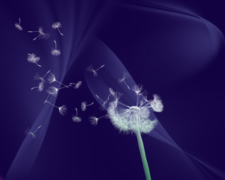 Pusteblume - abstract, blau, flower