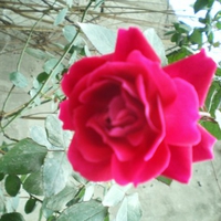 rose