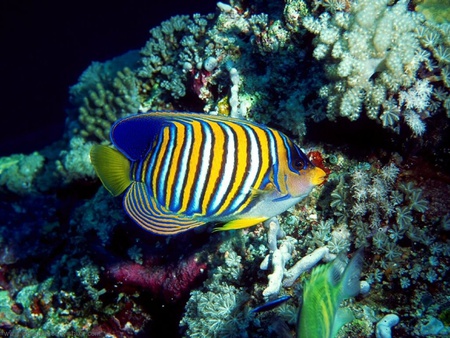 Colorfull_Fish - fish, colorfull, deep sea, cool