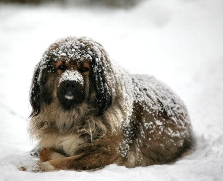 Snow Day - cold, dog, snow, winter, snow covered