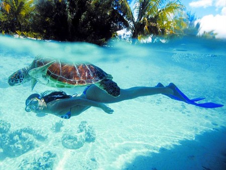 Swim with turtle - swim with turtle, beach, clear water, cool