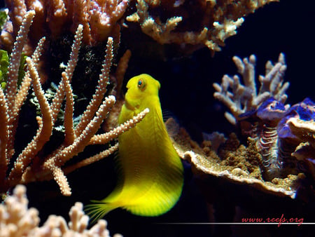 Yellow fish - coral, yellow, pink, blue, fish, black