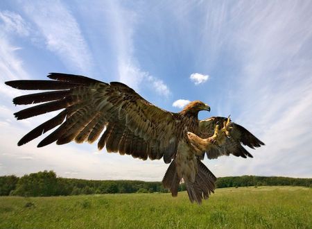 Eagle Hunting - nice, hunting, sky, animals, field, hawk, amazing, cool, eagle, beautiful, awesome, grass, fly, birds