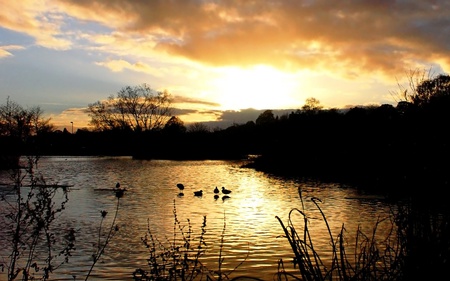 Nature Landscape #7 - reflections, yellow, coast, rivers, amazing, sunsets, landscapes, plants, nice, sky, sunrises, beautiful, photography, photoshop, reflected, gold, cool, black, nature, awesome, brightness, bright, ducks, lakes