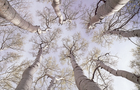 Reaching for the Sky - winter, sky, trees