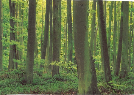 Faint Light Through The Trees - morning, green, forest, trees