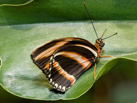 Tiger butterfly - butterfly tiger, kool, animals, hot