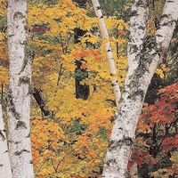 White Birch Trees In The Fall