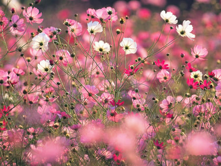 Wild Cosmos - field, white, cosmos, pink