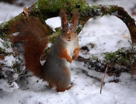 Mr. Smiley - tree branch, red squirrel, smiling, snow, winter, moss, cute