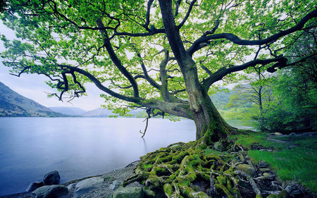 Tree - forests, trees, nature, windows 7, green