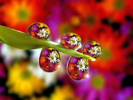 flowers - flowers, colours of nature, cool, water drops