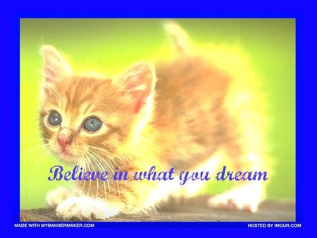 Believe the Dream - cats, believe, blue, animals