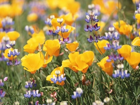 field with flowers