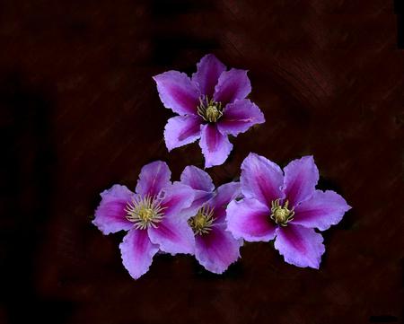 Flowers - flowers, purple, nature