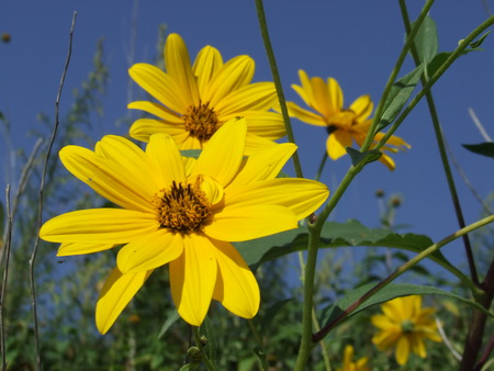 Fiori autunnali - nature, flowers