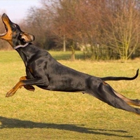 Great Catch