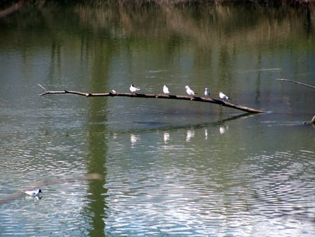 uccelli sul fiume - birds, animals