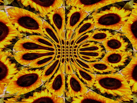 sunflower - sunflower, form, abstract