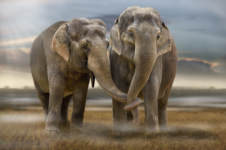 Friends for life - love, friends, elephants, animals