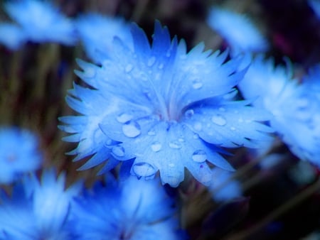 20090515 feedmewp flowers. jpg - buttons, batchlors, blue, flower