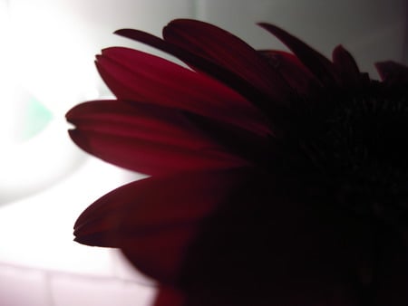 red shadows - flower, shadow, red