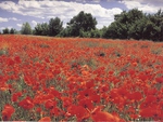 An Expanse of Red Flowers