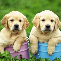 Cute labrador brothers