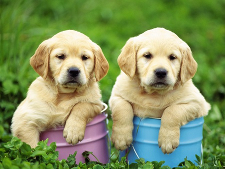 Cute labrador brothers