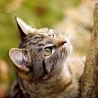 Beautiful cat climbing tree