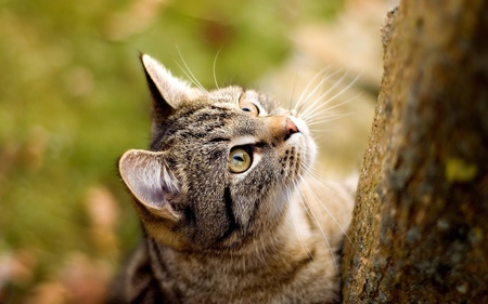 Beautiful cat climbing tree - cute, kitten, cat, wiskers, tree