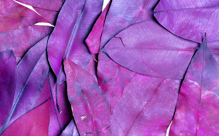 IMAGE OF DRIED LEAVES - leaves, colorful, purple, color