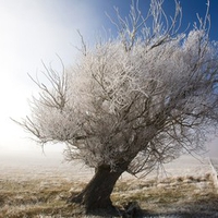 Cool Tree in Central Otago New Zealand