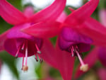 pink fushia. jpg