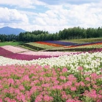 Field of Colorful Flowers in Hokkaido Japan