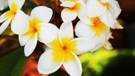 plumeria - close up, popular, photography, spring, white, yellow, white plumeria, plumeria, blooming, tropical, wallpaper, lovely, nature, abstract, beautiful, flowers, flower