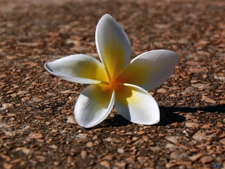 white plumeria - flower, bora bora, french, beach, hawaiian, frangipani, white, lei, tahiti, exotic, tropical, south, polynesia, flowers, polynesian, sand, pacific, hawaii, plumeria