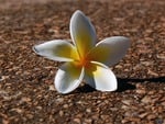 white plumeria