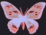 butterfly Outside wallpaper. jpg