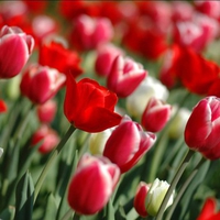 red tulips