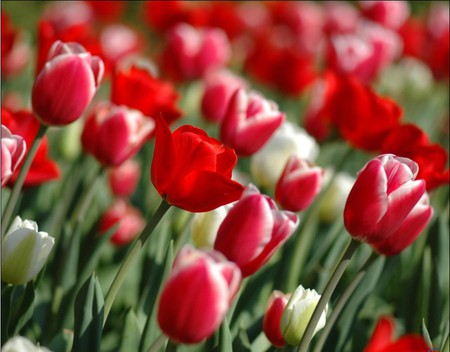 red tulips - flowers, colorful, tulips, nature, red, love