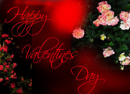 My Valentine - rose, beautiful, red flowers, valentine