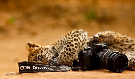 New job - leopard, camera, cute, big cat, photography, wild animal