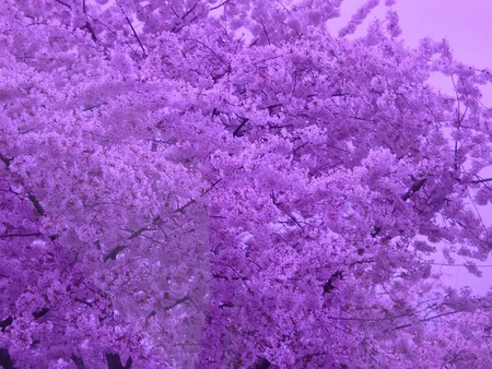 040708whitetreesB. jpg - funky, purple, trees, color