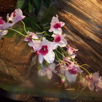 Orchids