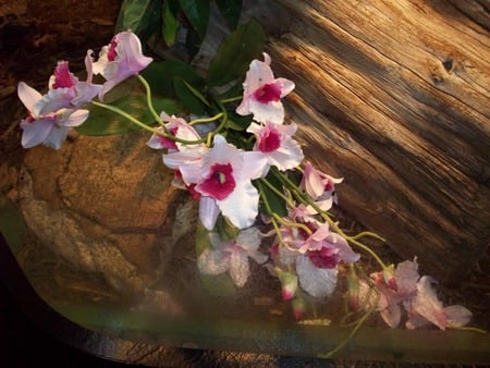 Orchids