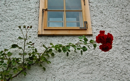 Roses - roses, wall