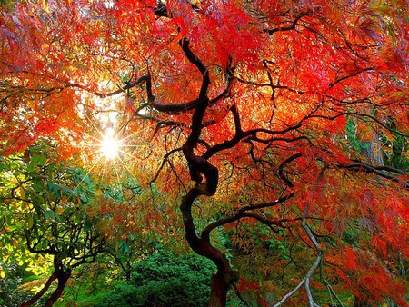 Japanese_Maple - cool, japanese-maple, colors of nature, beautiful