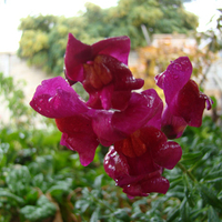 Flower in rain