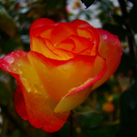 Rose in rain